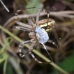 Araignées Argiope fasciée femelle