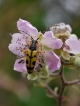 Insectes Lepture tacheté (Rutpela maculata)