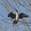 Oiseaux Grand cormoran
