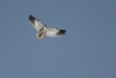 Oiseaux Elanion blanc (Elanus caeruleus)