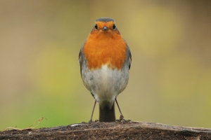 rouge gorge familier