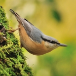 photo oiseaux mangeoire sitelle.jpg