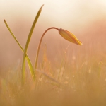 photographier plante sauvage.jpg