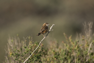 Identification Oiseaux