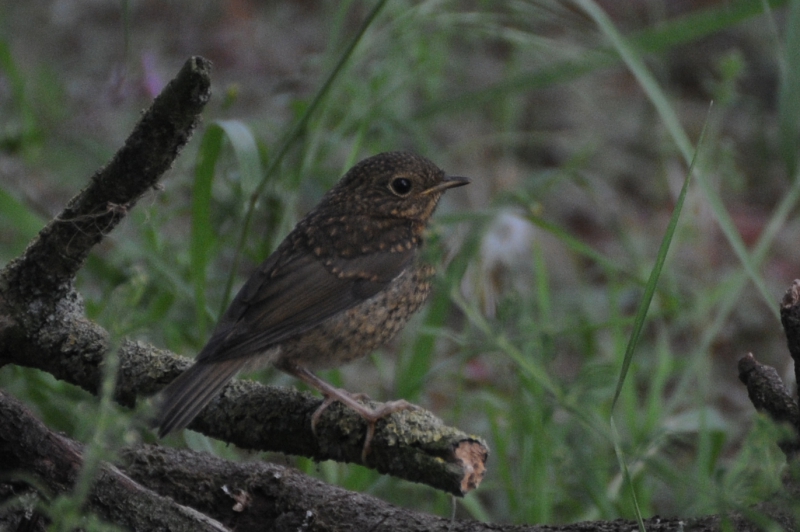 Oiseaux rouge gorge juvenile