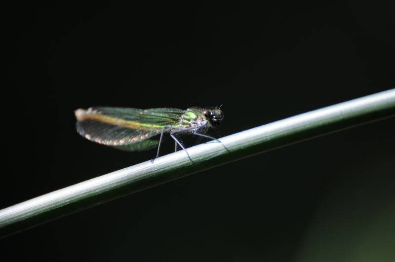 Insectes et Araignées Calopteryx sp femelle (probable splendens)