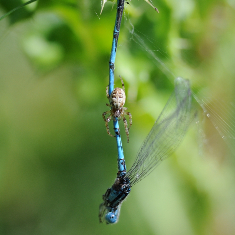 Insectes et Araignées Erythromma lindenii