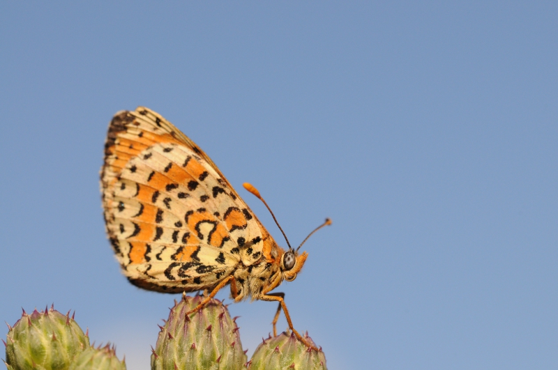 Insectes et Araignées Mélitée orangée (Melitaea didyma)