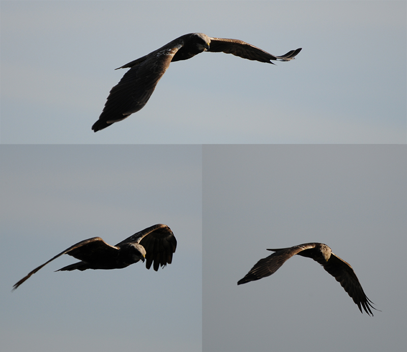 Oiseaux Busard des roseaux