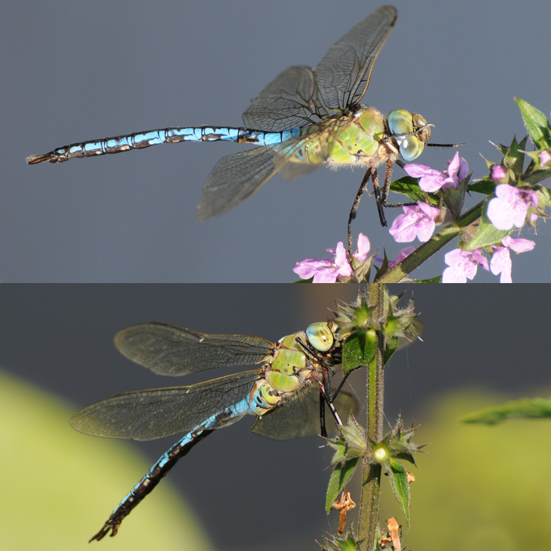 Insectes et Araignées Anax empereur