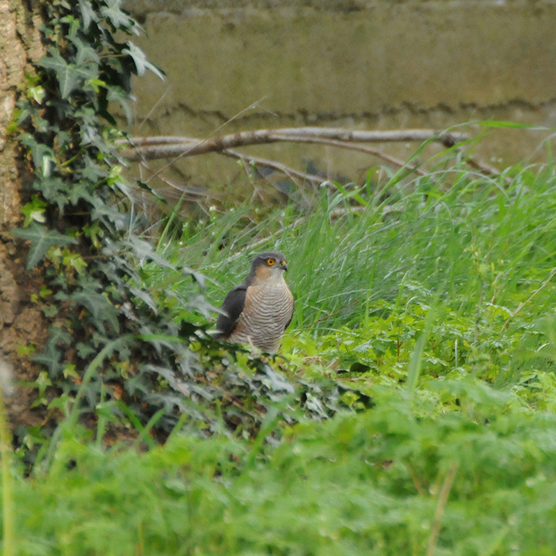 Oiseaux épervier  d\'europe male