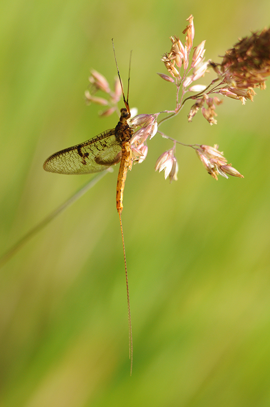 Insectes et Araignées