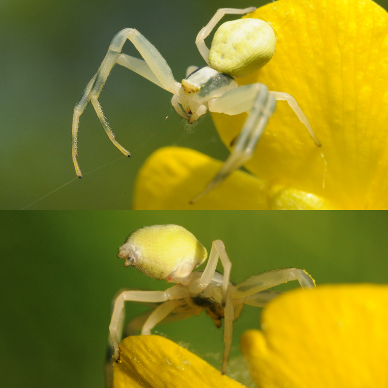 Insectes et Araignées