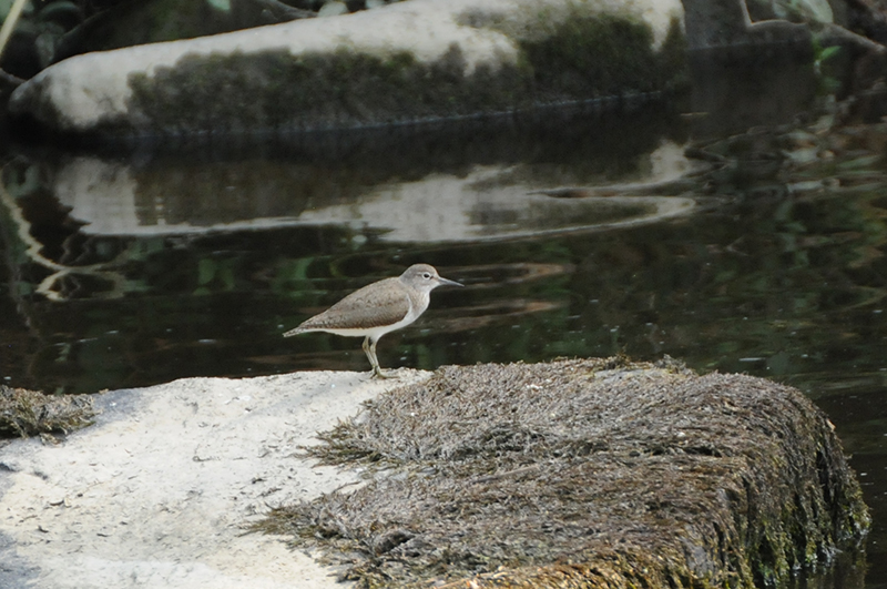 Oiseaux Chevalier guignette