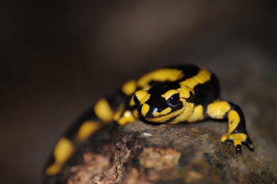 Amphibiens Salamandre tachetée (Salamandra salamandra)