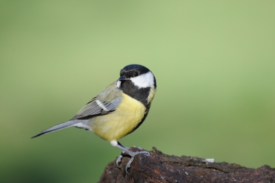 Oiseaux Mésange charbonnière (Parus major)