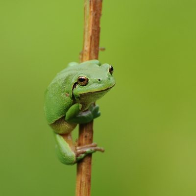 Amphibiens Rainette verte (Hyla arborea)