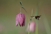 Flore Fritillaire pintade (Fritillaria meleagris)