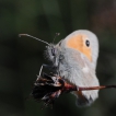 Insectes Procris (Coenonympha pamphilus)