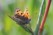 Insectes Cuivré commun (Lycaena phlaeas)