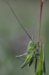 Insectes Larve de grande sauterelle