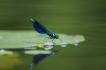 Insectes Caloptéryx éclatant (Calopteryx splendens)