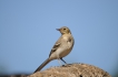 Oiseaux Bergeronnette des ruisseaux (Motacilla cinerea)