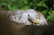 Oiseaux Bergeronnette des ruisseaux (Motacilla cinerea)
