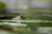 Amphibiens Grenouille verte \