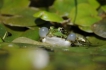 Amphibiens Grenouille verte \