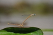 Insectes Platycnemis acutipennis