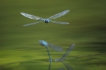 Insectes