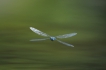 Insectes