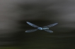 Insectes