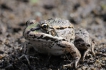 Amphibiens Grenouille verte \