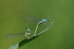 Insectes Agrion élégant (Ischnura elegans)