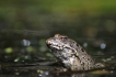 Amphibiens Grenouille verte \