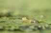 Amphibiens Grenouille verte \