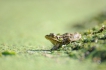 Amphibiens Grenouille verte \