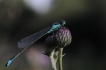 Insectes Agrion élégant (Ischnura elegans)
