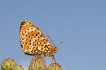 Insectes Mélitée orangée (Melitaea didyma)