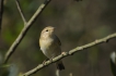 Oiseaux Pouillot véloce (Phylloscopus collybita)