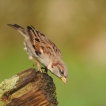 Oiseaux Moineau domestique (Passer domesticus)