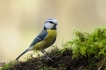 Oiseaux Mésange bleue (Cyanistes caeruleus)