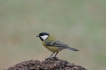 Oiseaux Mésange charbonnière (Parus major)