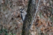 Oiseaux Pic épeiche (Dendrocopos major)