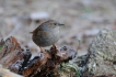 Oiseaux Accenteur mouchet (Prunella modularis)