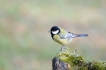 Oiseaux Mésange charbonnière (Parus major)