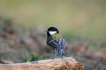 Oiseaux Mésange charbonnière (Parus major)