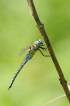 Insectes Aeschne affine (Aeschna affinis)